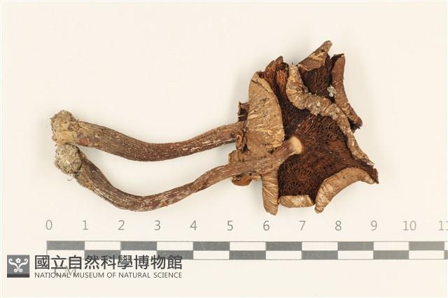 登錄號:F0037294藏品圖，第3張