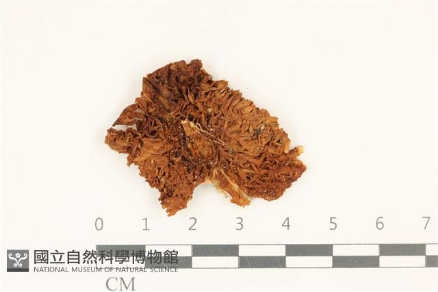 登錄號:F0036894藏品圖，第3張