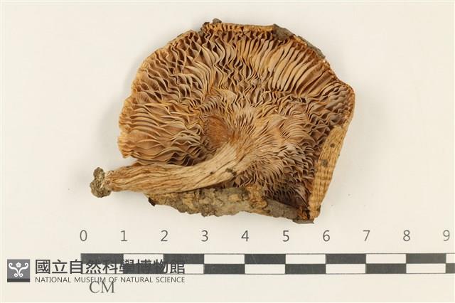 登錄號:F0037894藏品圖，第3張