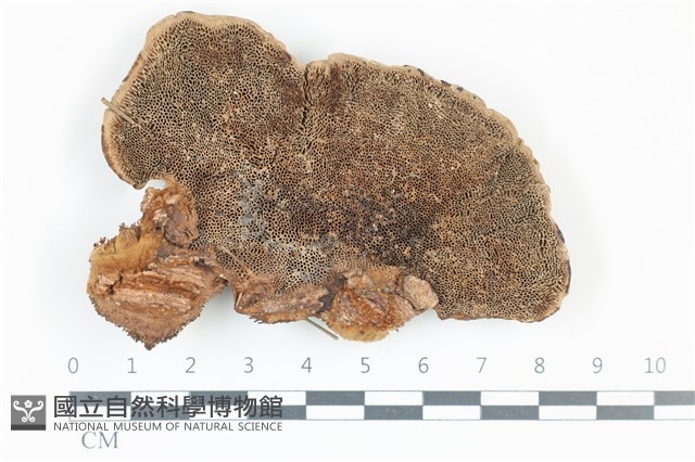 登錄號:F0038994藏品圖，第3張
