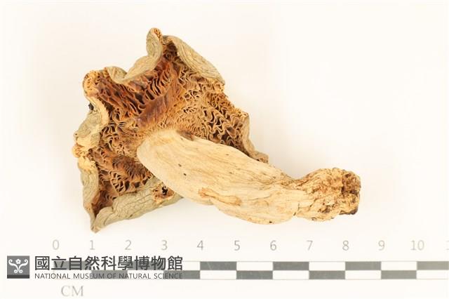 登錄號:F0028694藏品圖，第3張