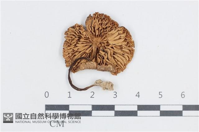 粉褶菌屬藏品圖，第3張