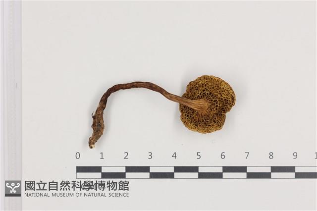 登錄號:F0036194藏品圖，第3張