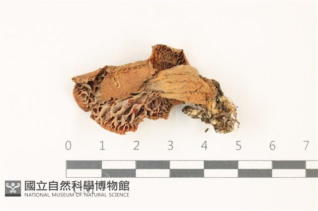 乳菇屬藏品圖，第3張