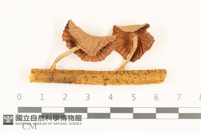 登錄號:F0036884藏品圖，第3張
