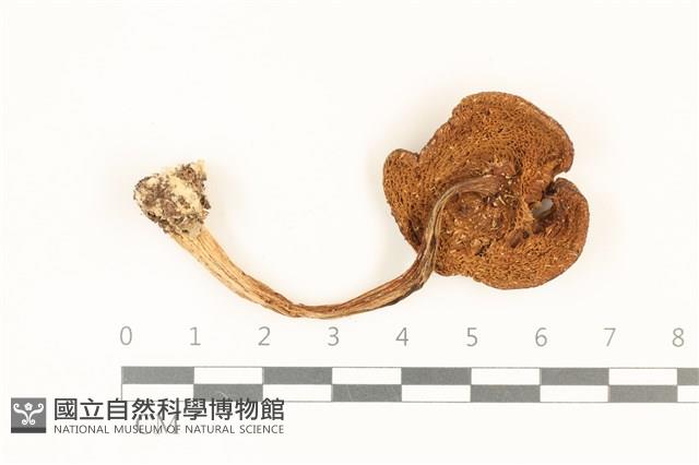 登錄號:F0036984藏品圖，第3張