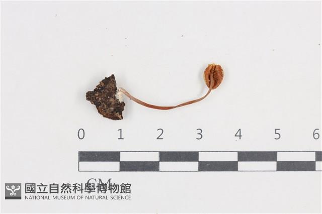 登錄號:F0038684藏品圖，第3張