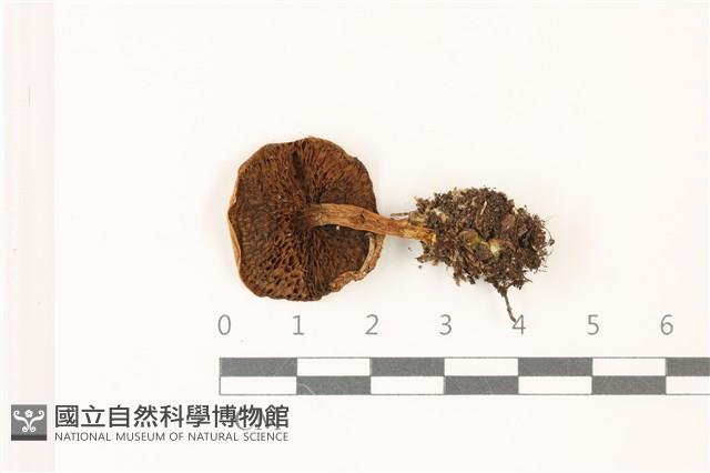 登錄號:F0037484藏品圖，第3張