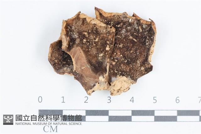 登錄號:F0038784藏品圖，第3張