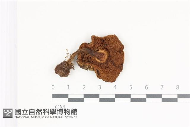 登錄號:F0035784藏品圖，第3張