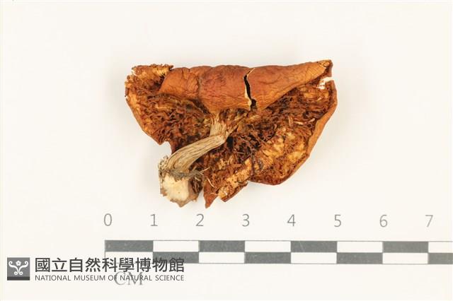 登錄號:F0038084藏品圖，第3張