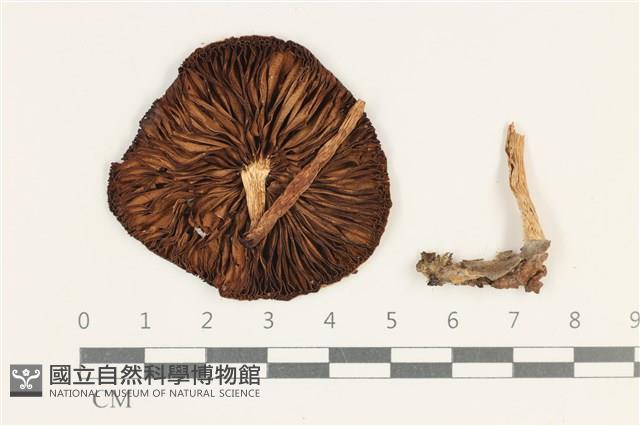 登錄號:F0038234藏品圖，第3張