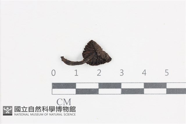 登錄號:F0038834藏品圖，第3張