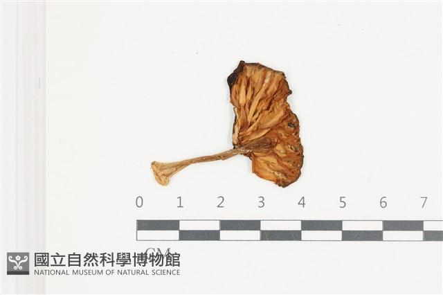 登錄號:F0036634藏品圖，第3張