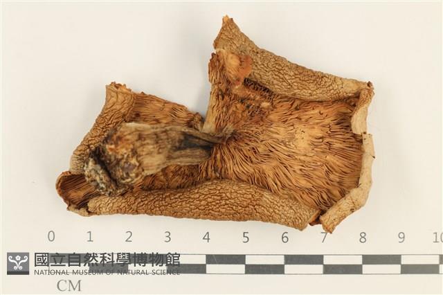 登錄號:F0037634藏品圖，第3張