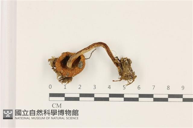 登錄號:F0037434藏品圖，第3張