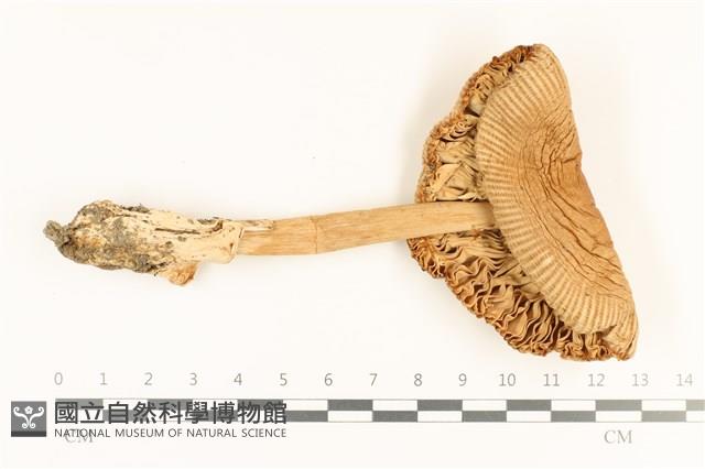 登錄號:F0036734藏品圖，第3張