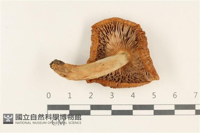 登錄號:F0037734藏品圖，第3張