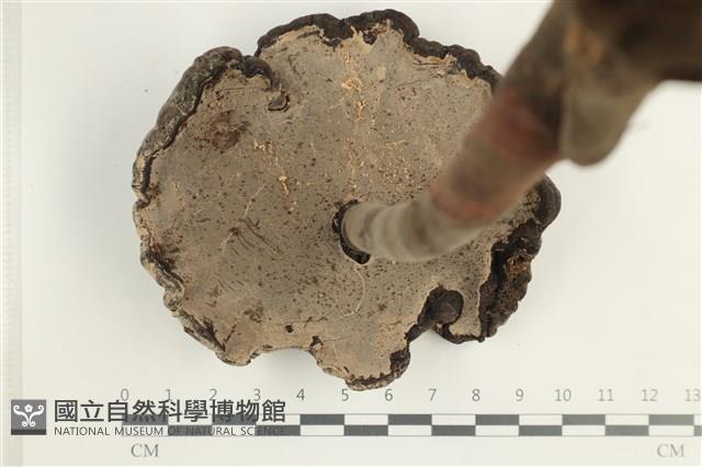 登錄號:F0038534藏品圖，第3張