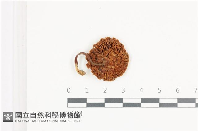 登錄號:F0036534藏品圖，第3張