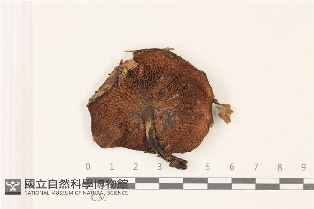登錄號:F0037534藏品圖，第3張