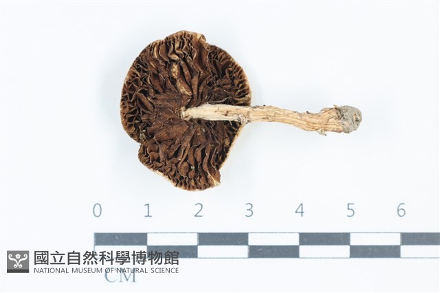變色糞傘藏品圖，第3張