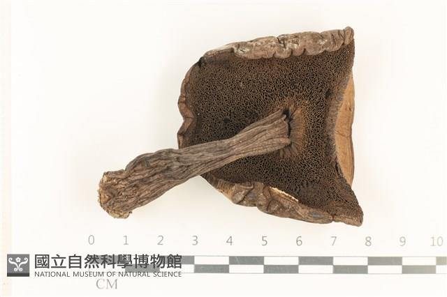 登錄號:F0036034藏品圖，第3張