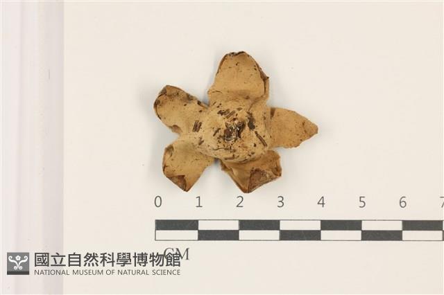 登錄號:F0037334藏品圖，第3張