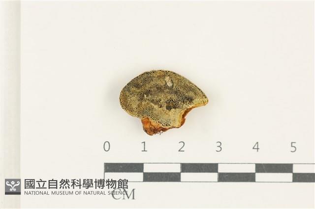 登錄號:F0038274藏品圖，第3張
