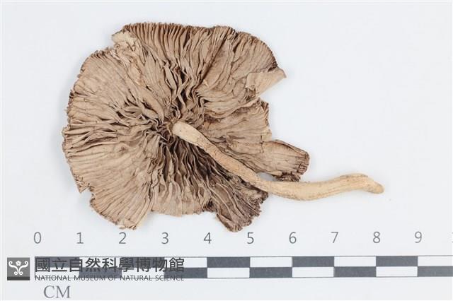 登錄號:F0038674藏品圖，第3張