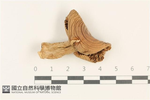 紅菇屬藏品圖，第3張