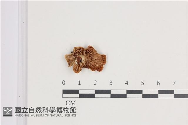 登錄號:F0035574藏品圖，第3張