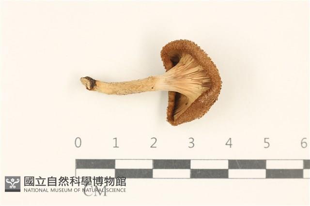 登錄號:F0037174藏品圖，第3張