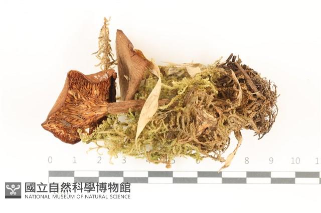 登錄號:F0037374藏品圖，第3張