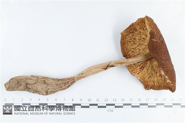 登錄號:F0038862藏品圖，第3張