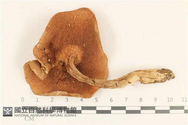 登錄號:F0036862藏品圖，第3張