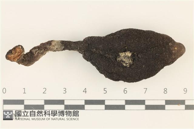 登錄號:F0036962藏品圖，第3張