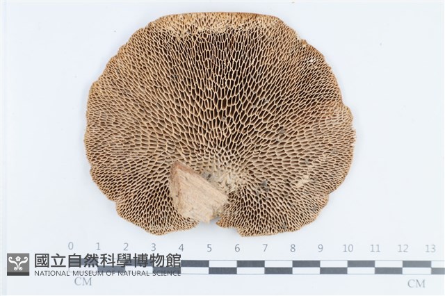 登錄號:F0038662藏品圖，第3張