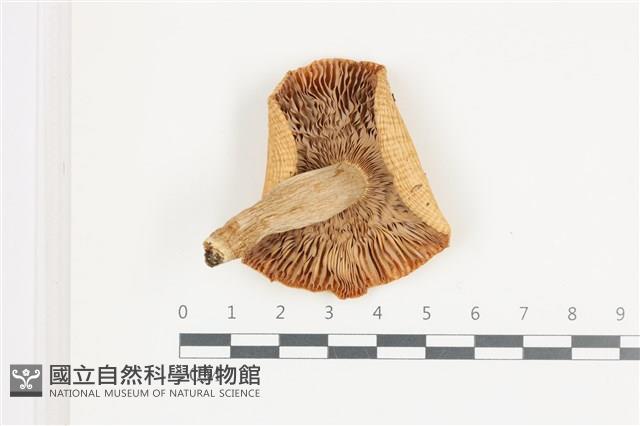 登錄號:F0036662藏品圖，第3張