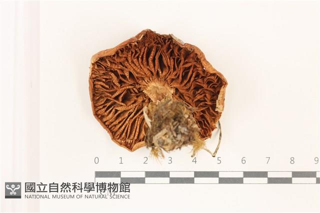 登錄號:F0037462藏品圖，第3張