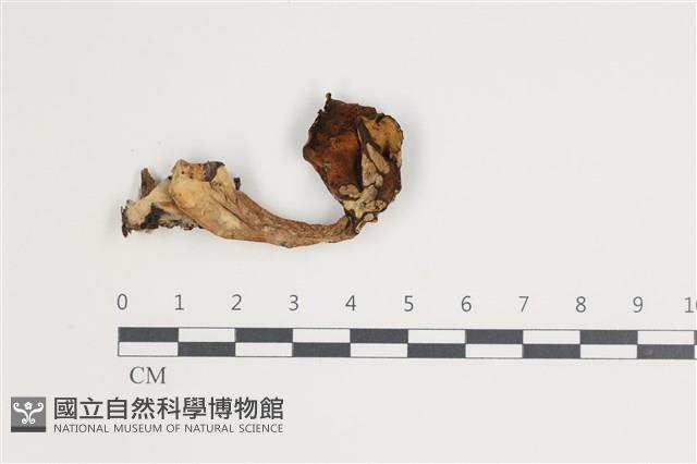 登錄號:F0035562藏品圖，第3張