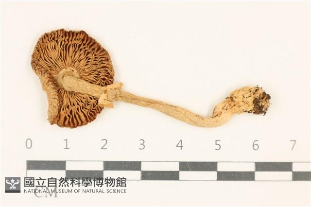 登錄號:F0037062藏品圖，第3張