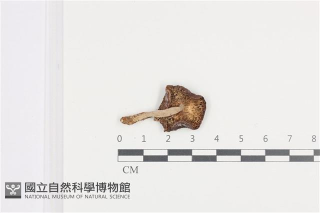 紅菇屬藏品圖，第3張