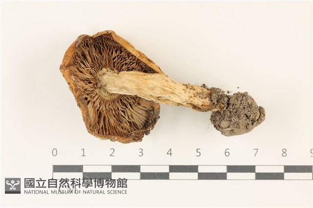登錄號:F0037362藏品圖，第3張