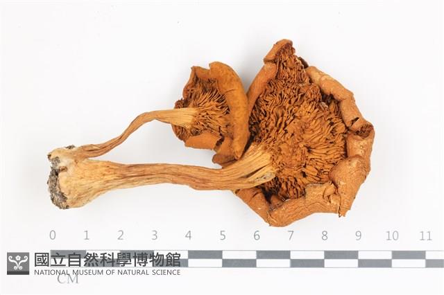 登錄號:F0036622藏品圖，第3張