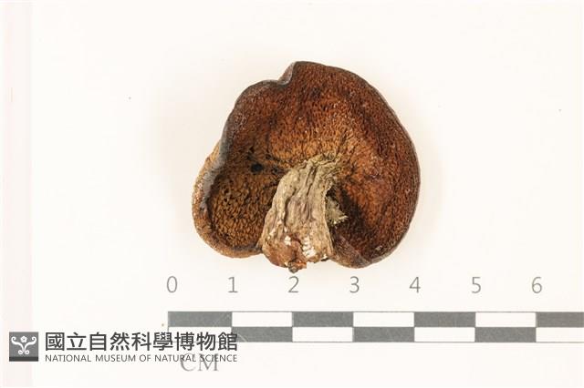 登錄號:F0037422藏品圖，第3張
