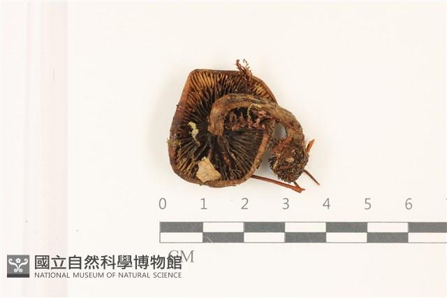 登錄號:F0037522藏品圖，第3張