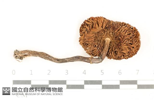 登錄號:F0037022藏品圖，第3張