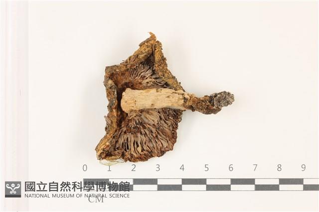 登錄號:F0037322藏品圖，第3張