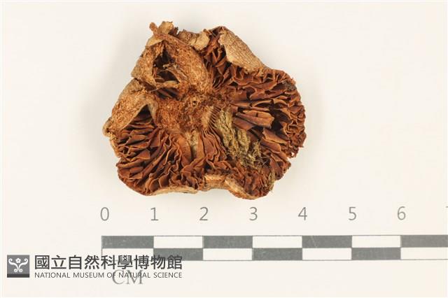 登錄號:F0037802藏品圖，第3張
